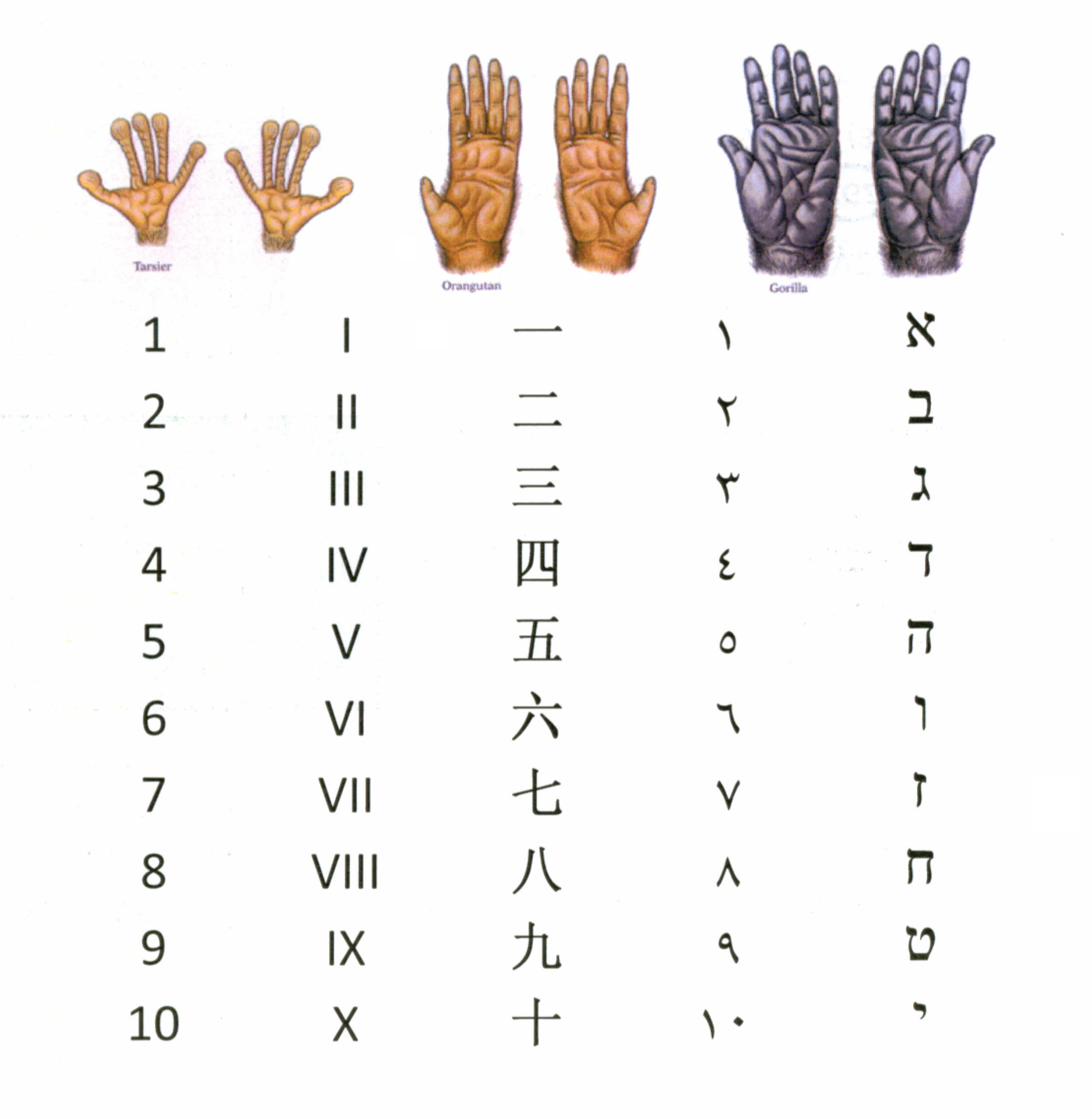 Primate Hands Ten Count